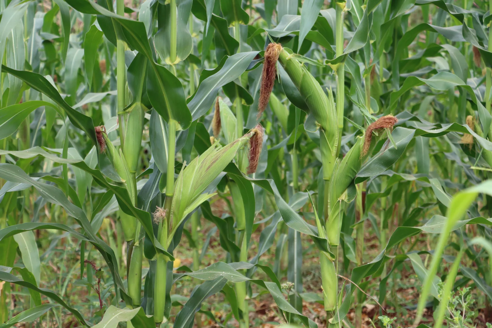 4ቱ ት የአልሚ ንጥረ ነገር አጠቃቀም መመሪያ መጽሐፍ: የኤክስቴንሽን ባለሙያዎች መማሪያ ሞጁሎች