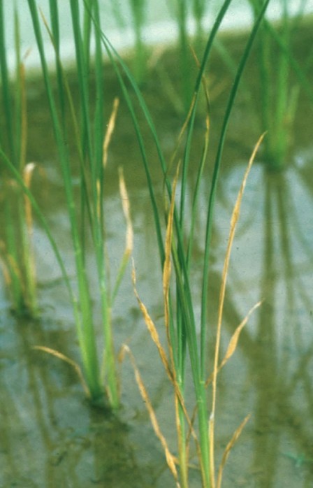 Nutrient Management Practices for Good Rice Yields: Phosphorus