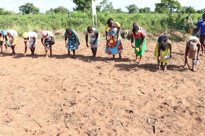 Line of women hand-seeding in rows in a prepared field