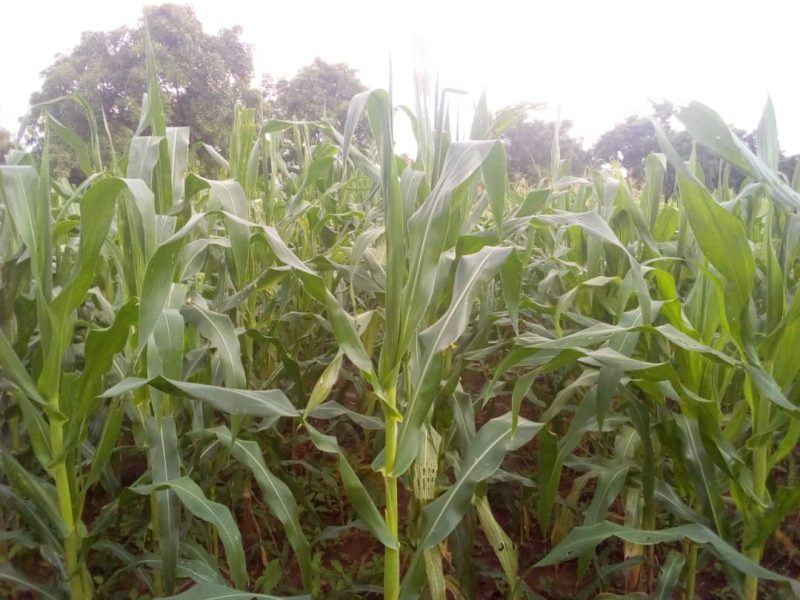 Healthy maize stand in a plot treated with full NPK fertilizer