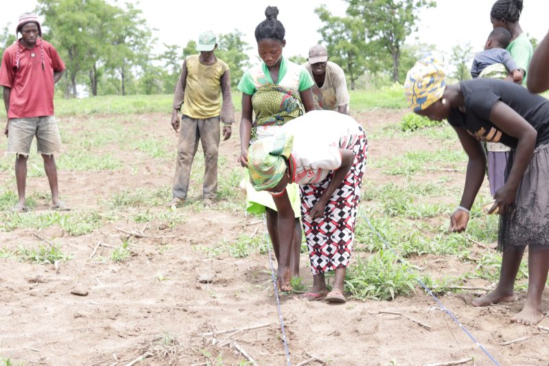 Farmers laying out planting lines with a measuring tape