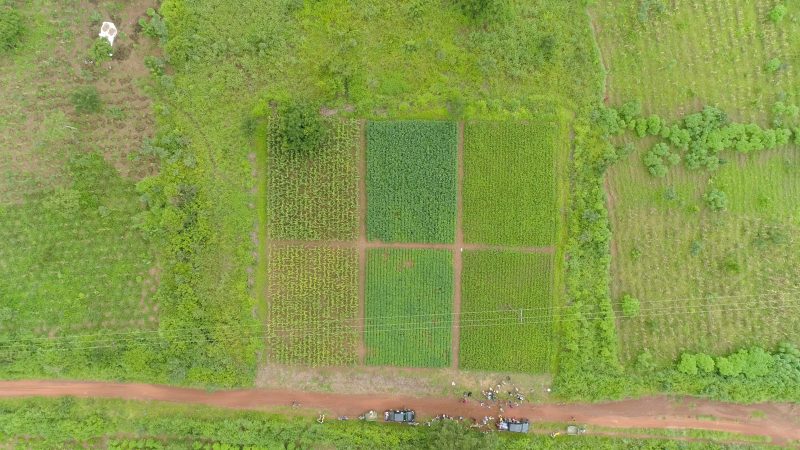 Drone view of 4R trial plots with farmers gathered on the road below