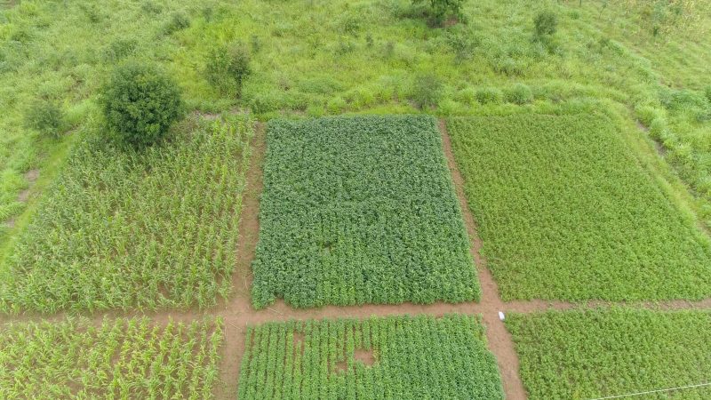 Aerial view of a 4R trial plot with clear treatment boundaries
