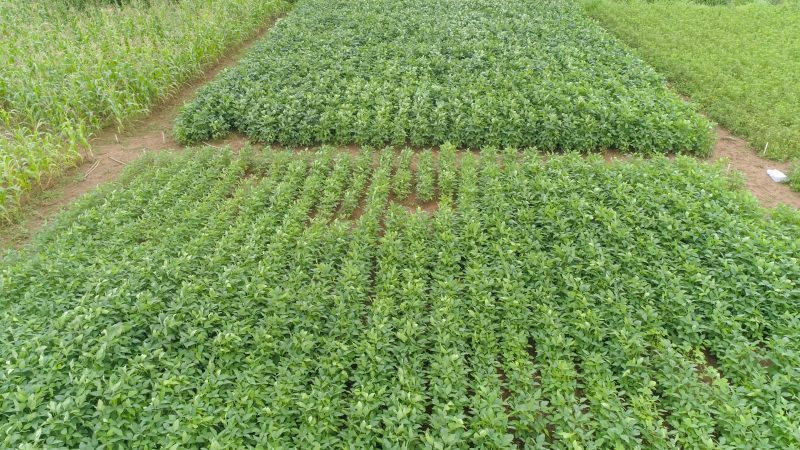 Drone view of a multi-treatment groundnut trial plot
