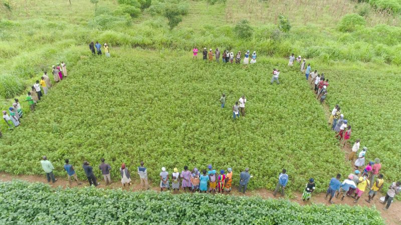 Drone view of farmers encircling a demonstration plot at a field day