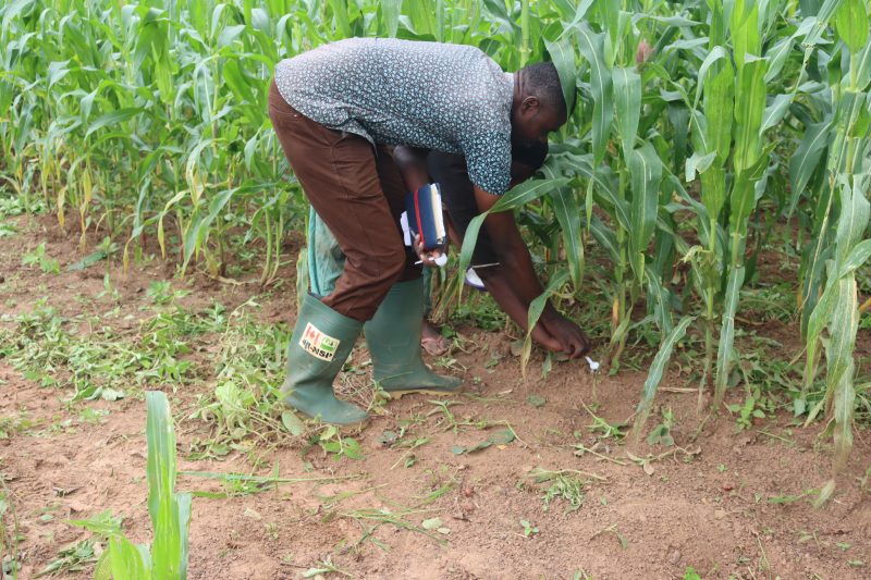Researcher applying fertilizer at the base of a maize plant