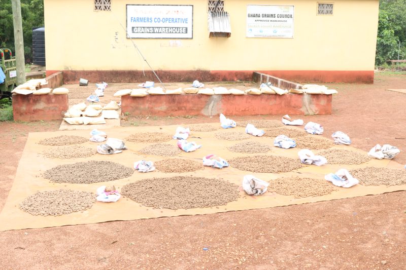 Organized piles of harvested groundnuts drying at a Farmers Co-operative Grains Warehouse