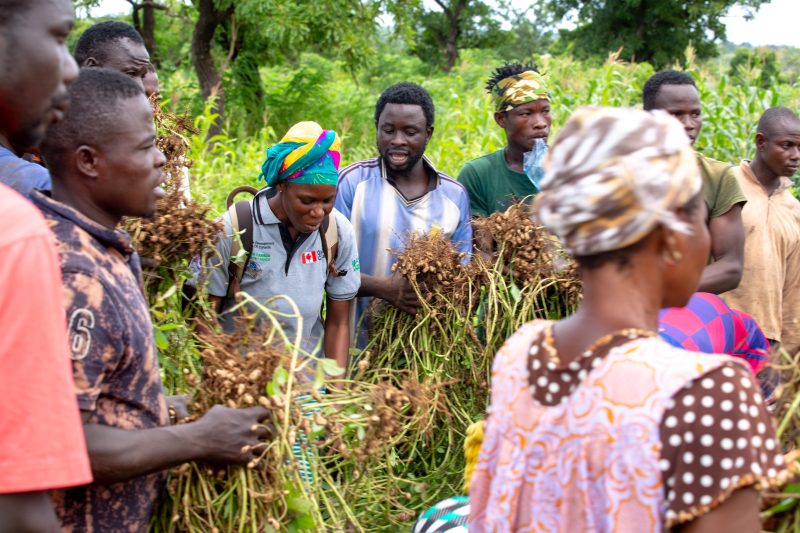 Extension agent and farmers examining freshly harvested groundnut plants