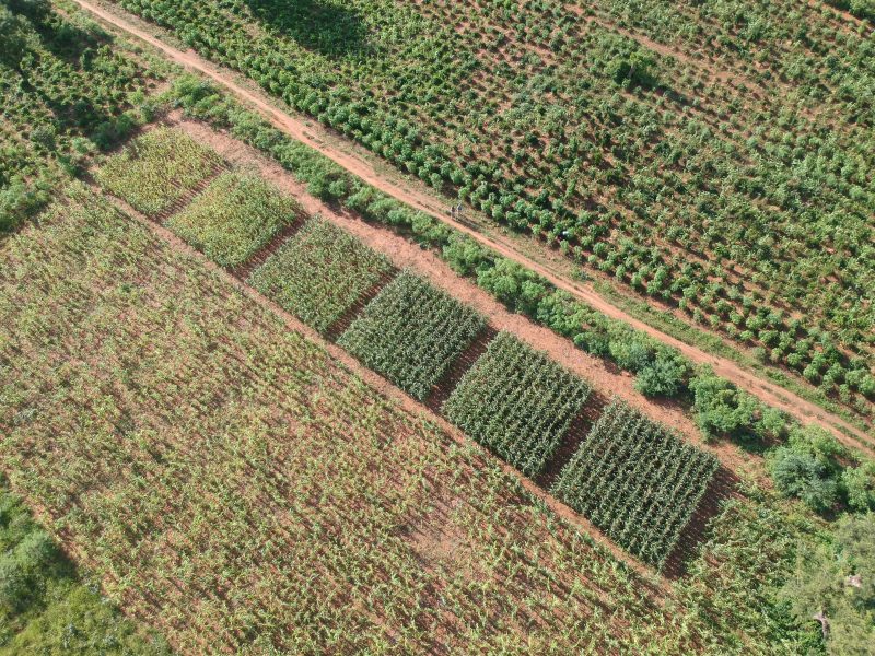 Drone view of 4R nutrient trial plots side-by-side with control plots