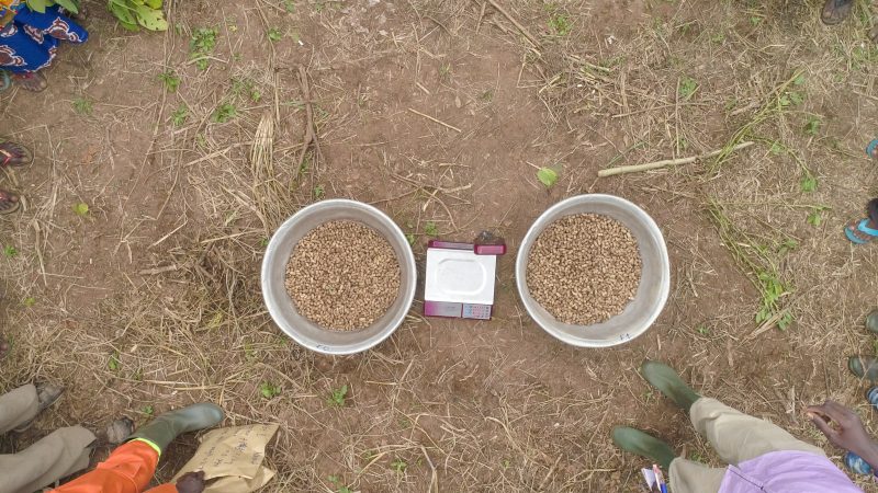 Top-down view of two buckets of harvested groundnuts for yield comparison