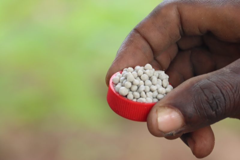 A hand holding a red bottle cap filled with compound NPK fertilizer pellets